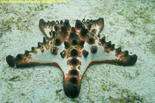 chocolate chip sea star